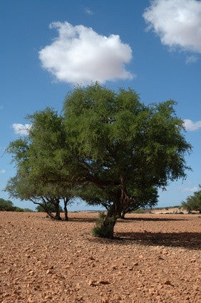 Olej Arganowy BIO, tłoczony na zimno, ze świeżych orzechów, 100 ml, Esent